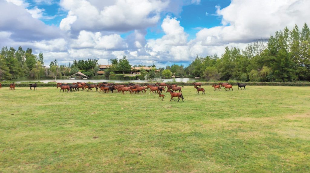 Burno Senillosa Yeguada Senillosa - Revista CLAVE Bienes Raíces Ecuador