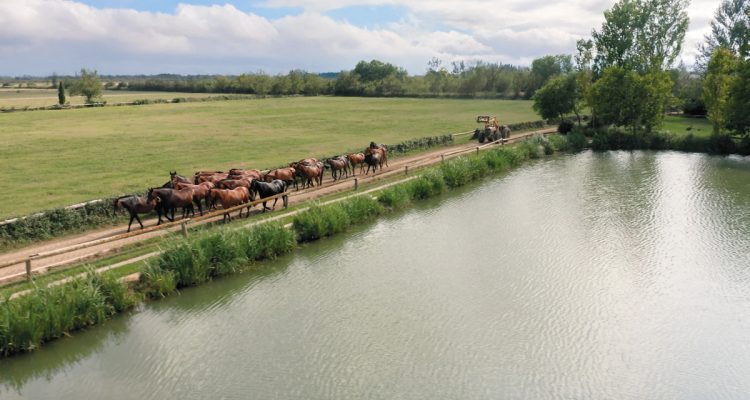 Burno Senillosa Yeguada Senillosa - Revista CLAVE Bienes Raíces Ecuador