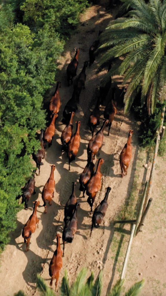 Burno Senillosa Yeguada Senillosa - Revista CLAVE Bienes Raíces Ecuador