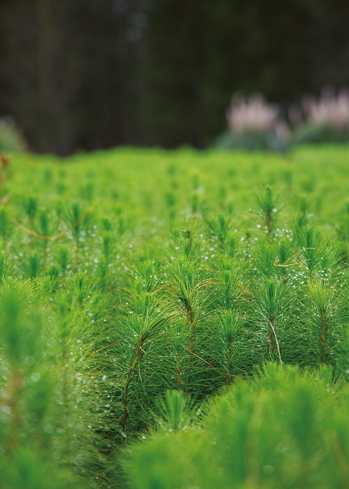 Aglomerados Cotopaxi - Revista CLAVE Bienes Raíces Ecuador